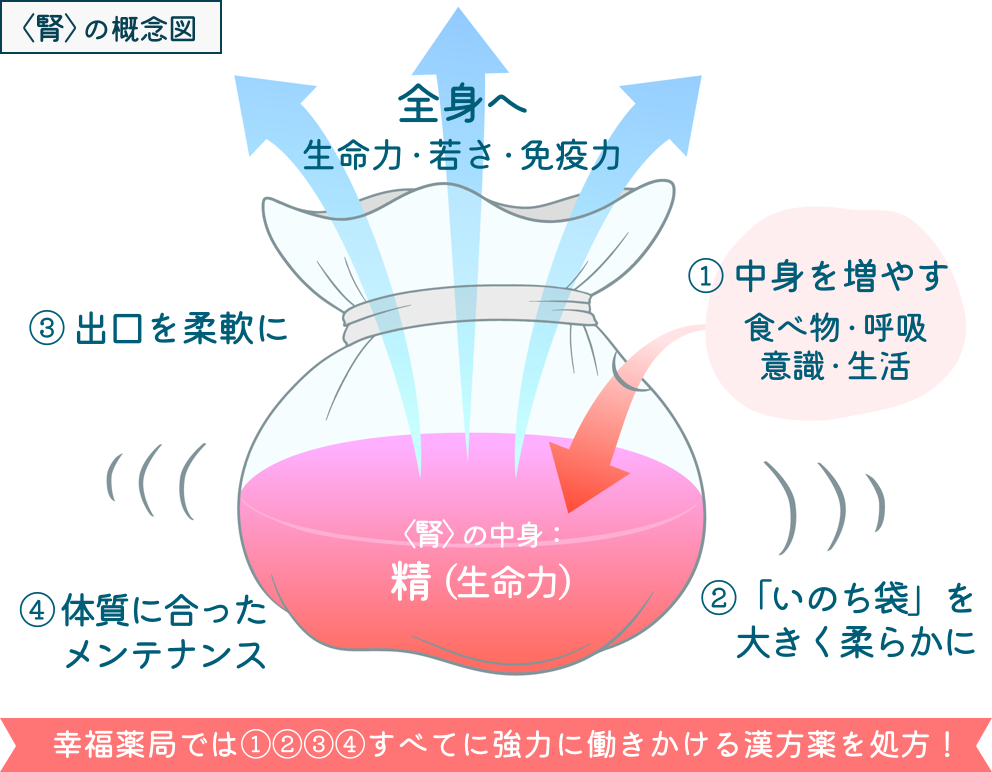 妊娠のための体質づくりは〈腎〉の機能を高めることから